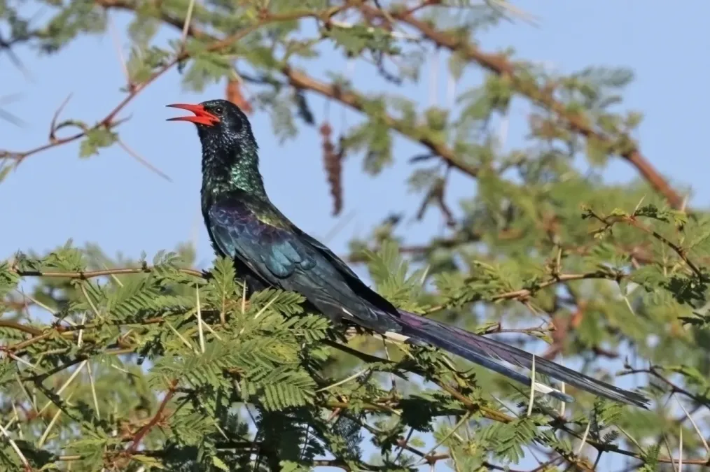 File:Green wood hoopoe (Phoeniculus purpureus angolensis).jpg