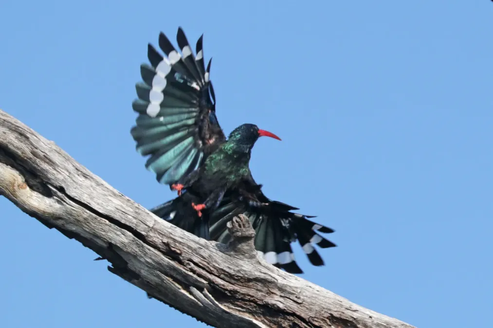 File:Green wood hoopoe (Phoeniculus purpureus angolensis) landing.jpg