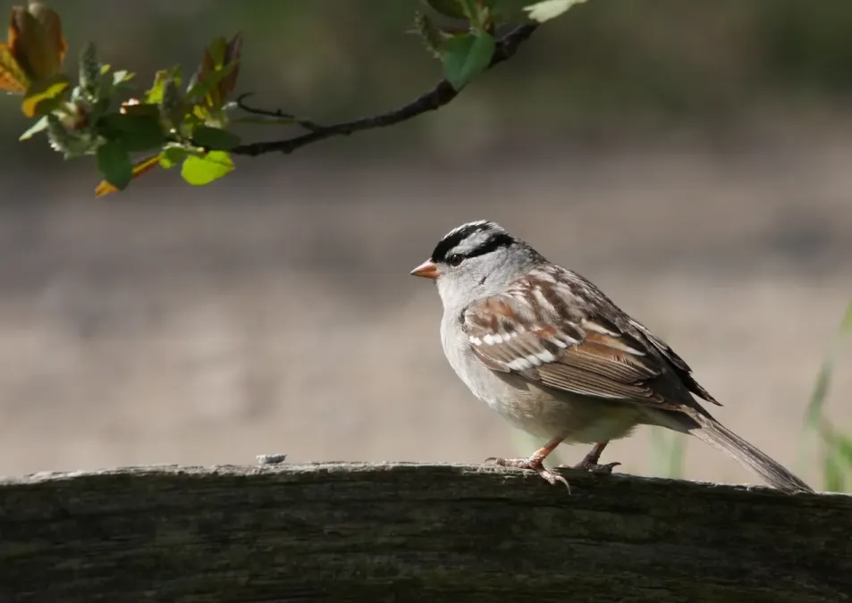 File:Zonotrichia leucophrys CT.jpg