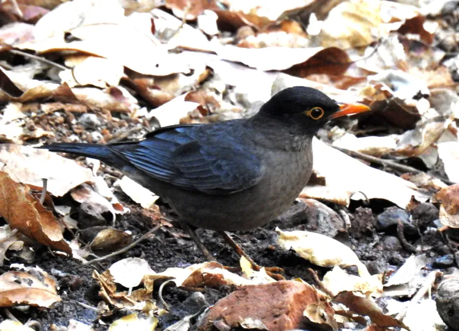 File:Indian Blackbird Turdus simillimus by Dr. Raju Kasambe DSCN8287 (3).jpg