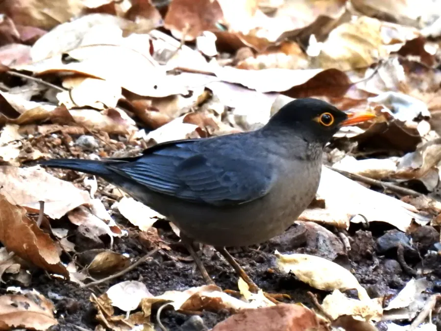 File:Indian Blackbird Turdus simillimus by Dr. Raju Kasambe DSCN8287 (4).jpg