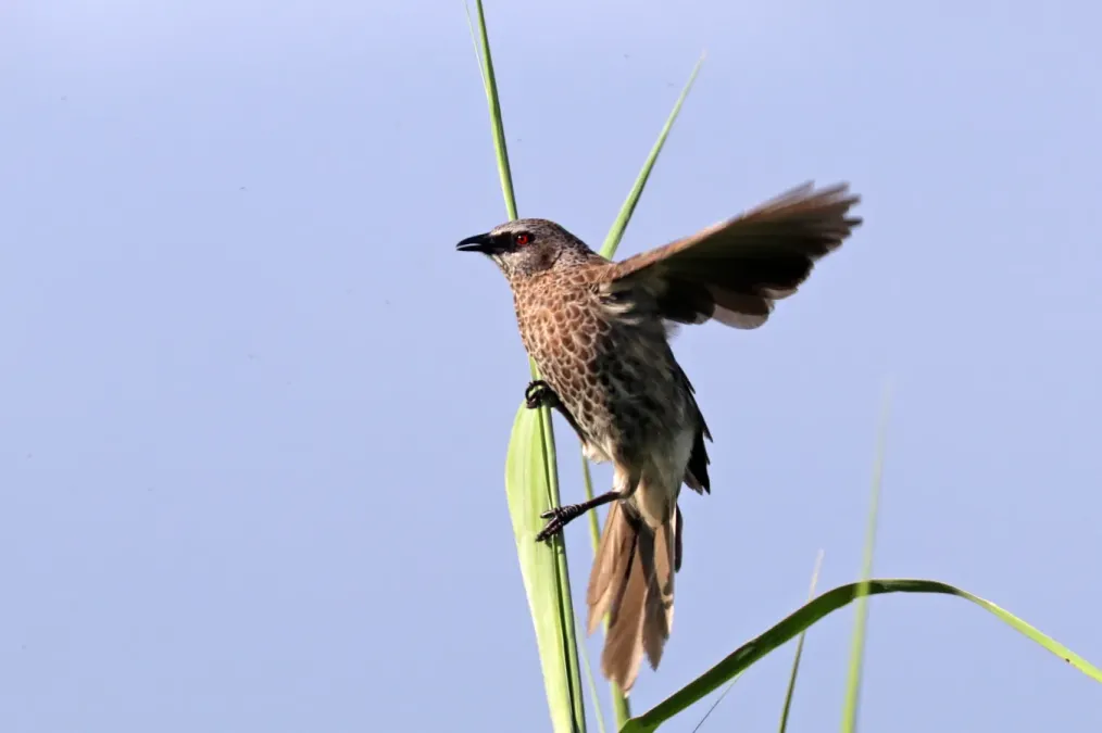 File:Hartlaub's babbler (Turdoides hartlaubii).jpg
