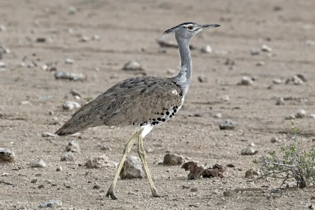 File:Kori bustard (Ardeotis kori kori) female.jpg