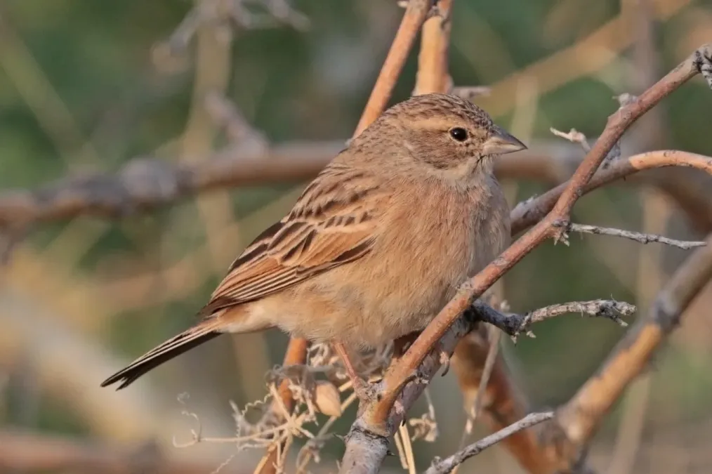 File:Lark-like bunting (Emberiza impetuani impetuani) 2.jpg