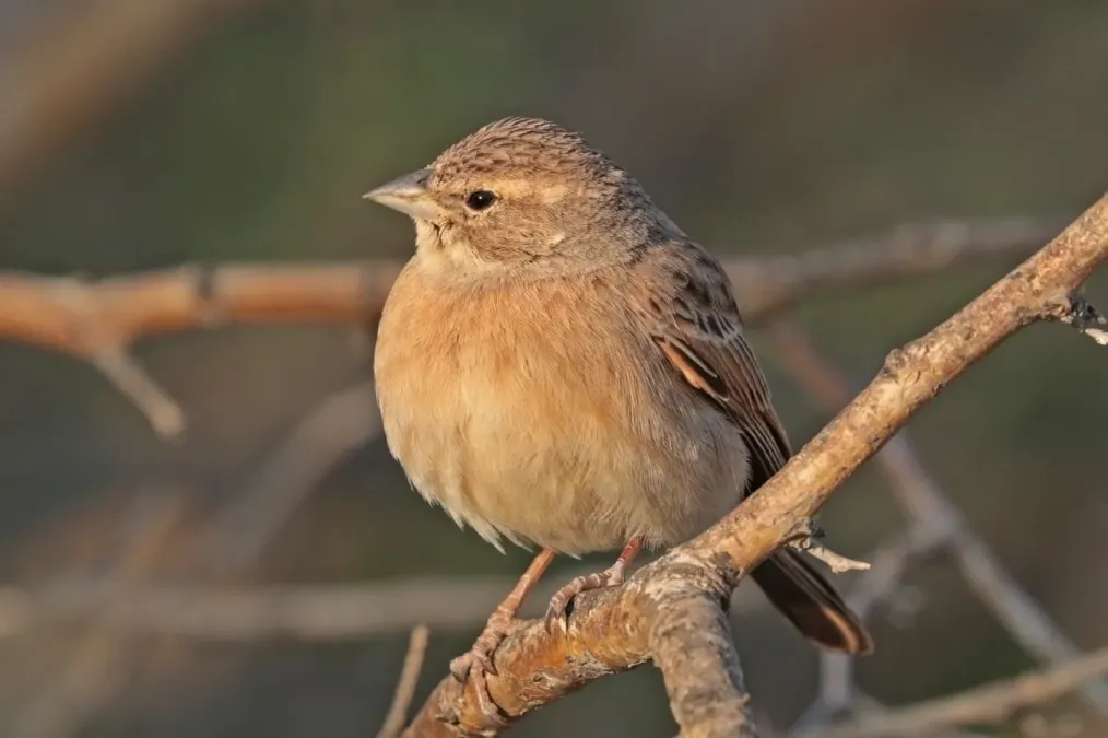 File:Lark-like bunting (Emberiza impetuani impetuani).jpg