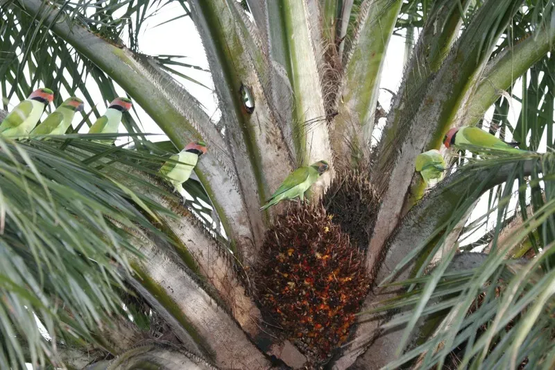 File:Psittacula longicauda -Botanic Gardens -Singapore-8a.jpg
