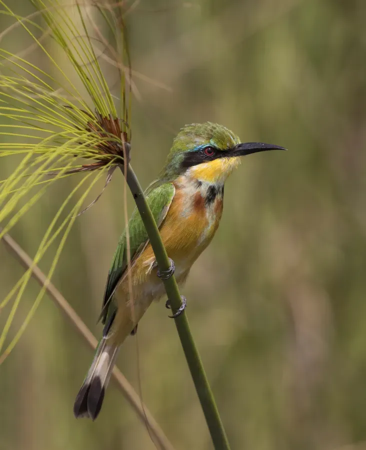 File:Little bee-eater (Merops pusillus argutus) Namibia.jpg