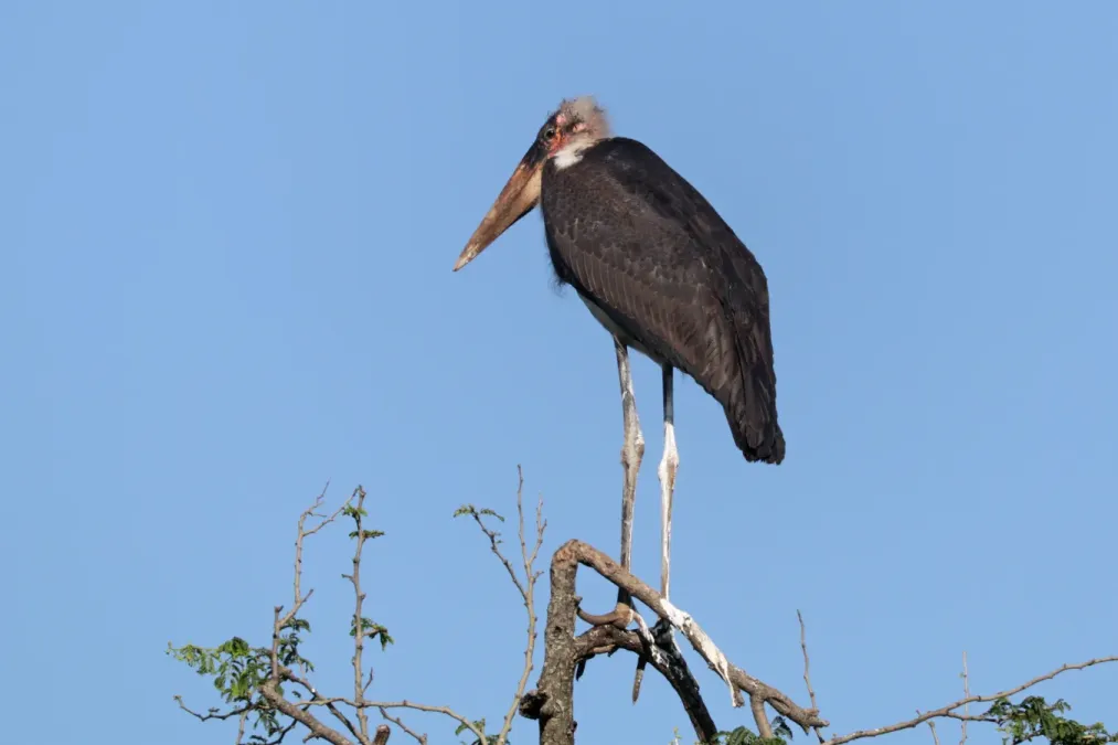File:Maribou stork (Leptoptilos crumenifer) with poo.jpg