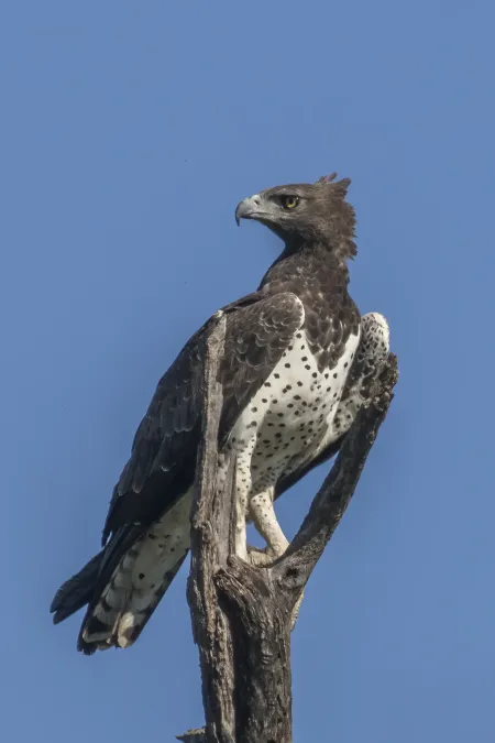 File:Martial eagle (Polemaetus bellicosus).jpg