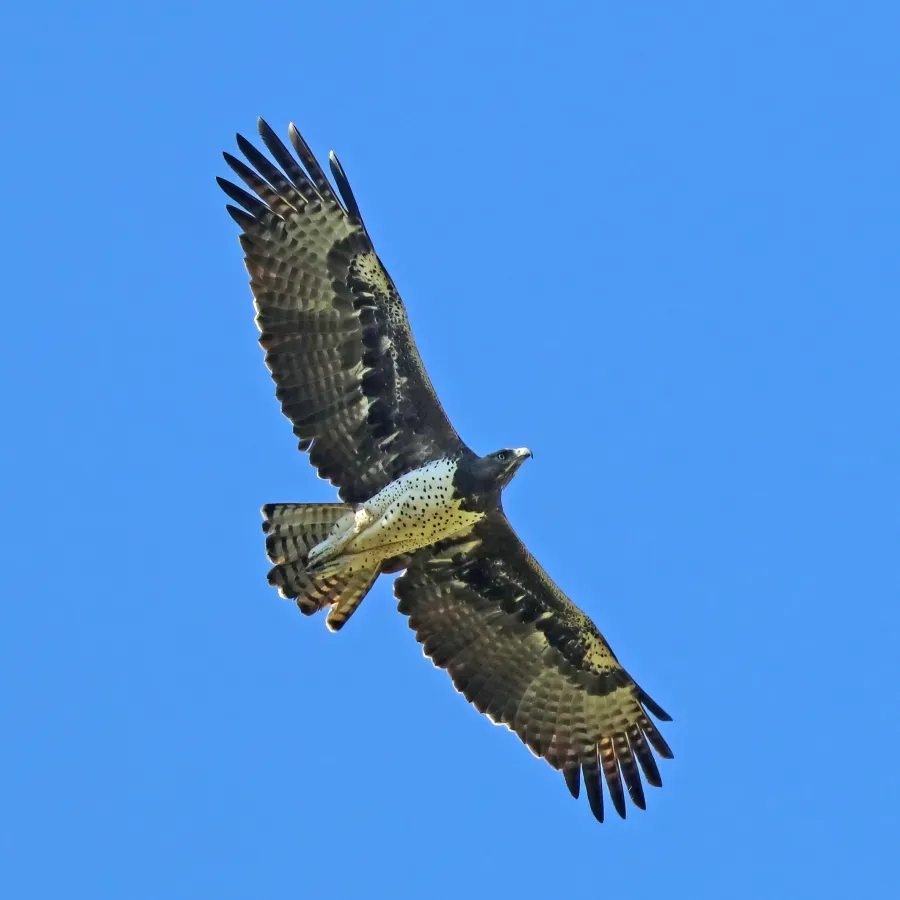 File:Martial eagle (Polemaetus bellicosus) in flight.jpg