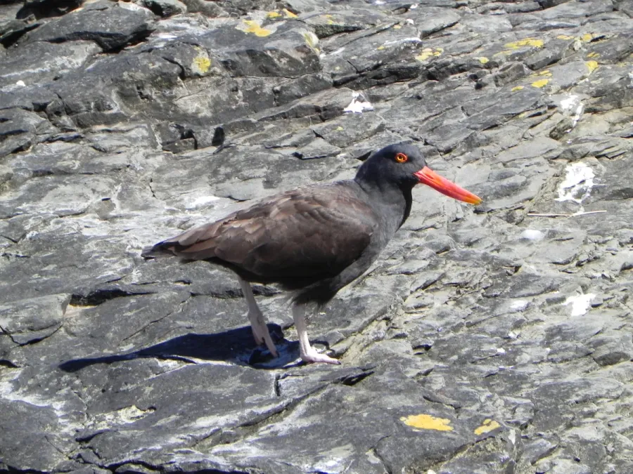 File:Haematopus ater Offing01.jpg