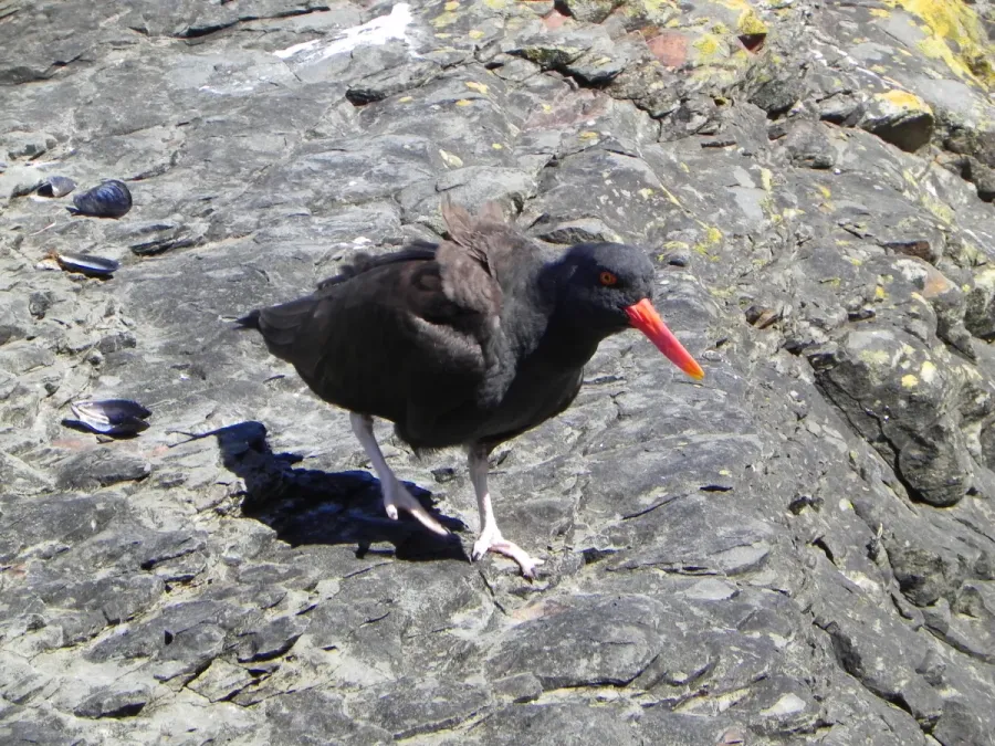 File:Haematopus ater Offing02.jpg
