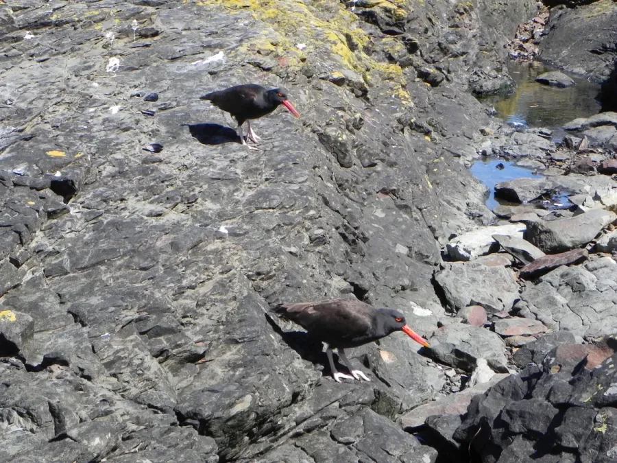 File:Haematopus ater Offing03.jpg