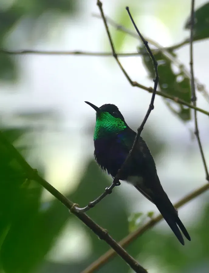 File:Fork-tailed Woodnymph (Thalurania furcata) male (26783446948).jpg