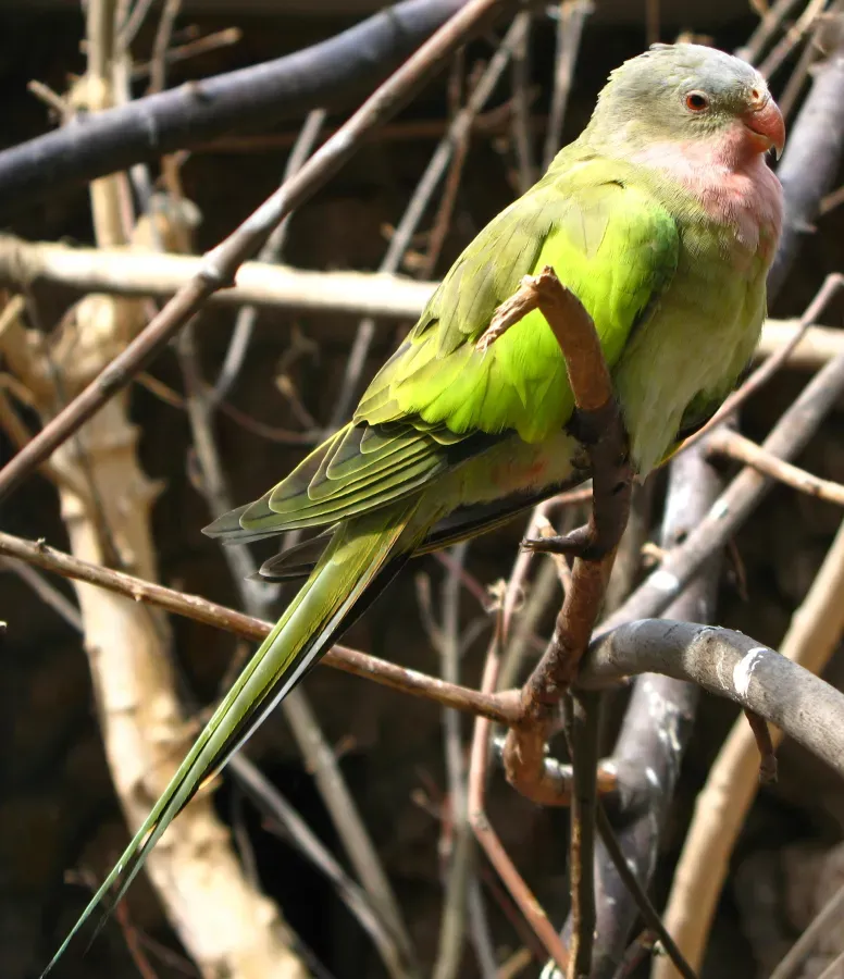 File:Polytelis alexandrae 03.jpg