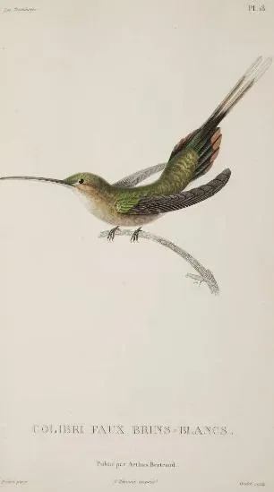 File:Phaethornis bourcieri Pretre.jpg