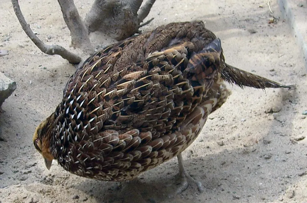 File:Syrmaticus reevesii-female.JPG