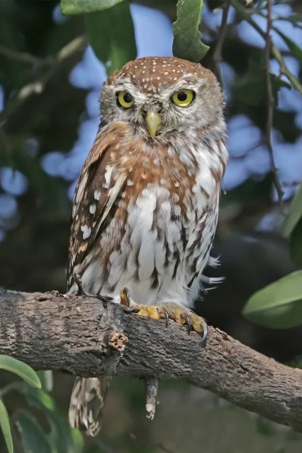 File:Pearl-spotted owlet (Glaucidium perlatum diurnum).jpg