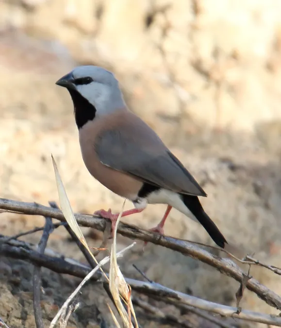 File:Black-throated Finch (Poephila cincta).jpg