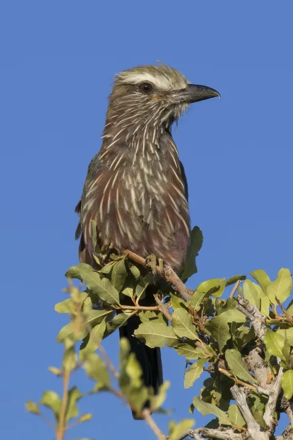 File:Purple roller (Coracias naevius mosambicus).jpg