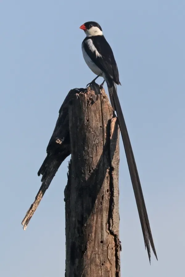 File:Pin-tailed whydah (Vidua macroura) breeding male.jpg