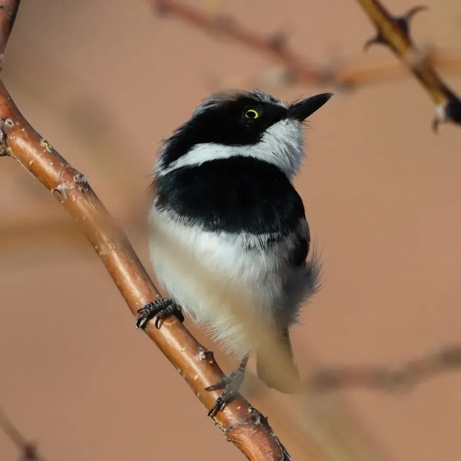 File:Pririt batis (Batis pririt affinis) male.jpg