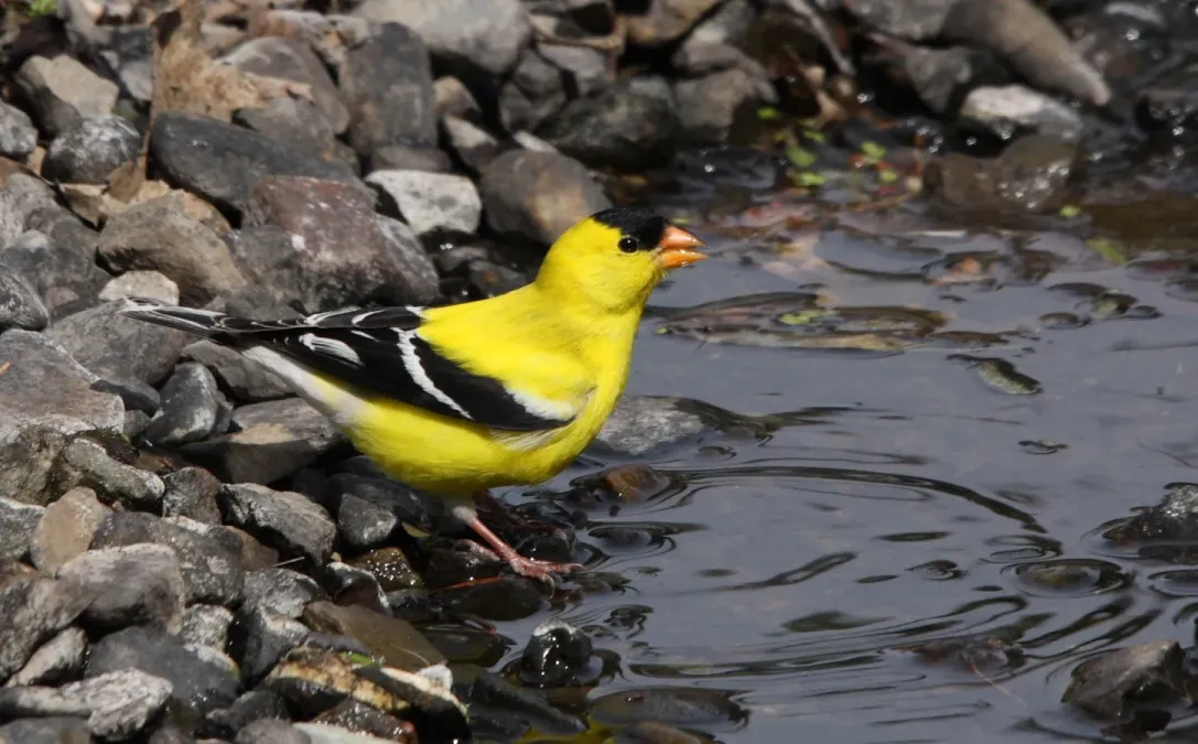 File:Spinus tristis JRVdH 01.jpg