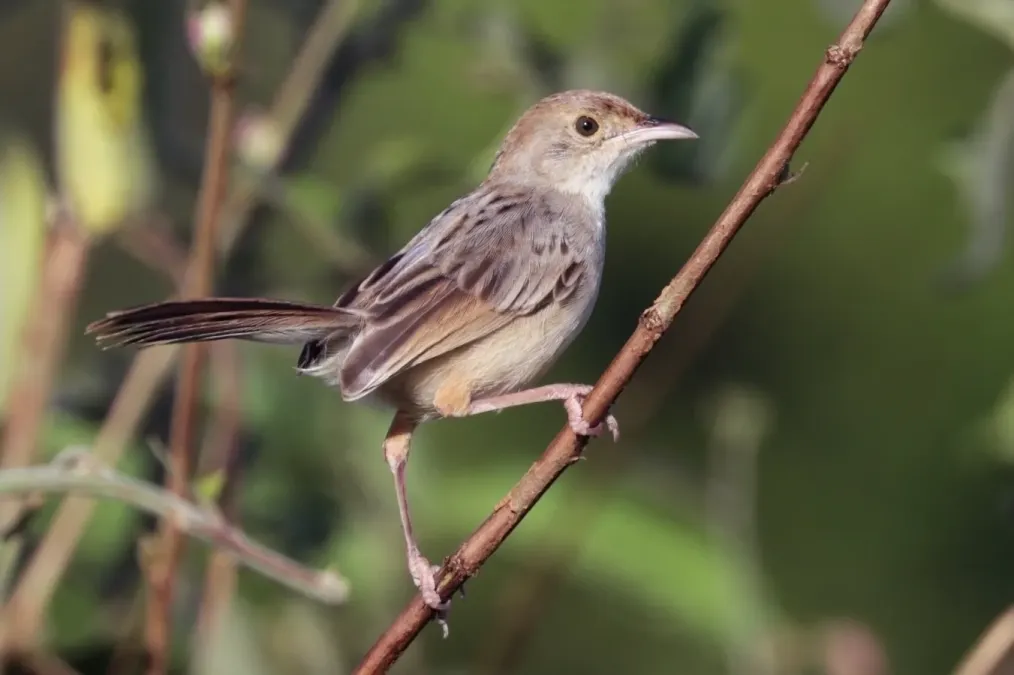 File:Rattling cisticola (Cisticola chiniana smithersi).jpg