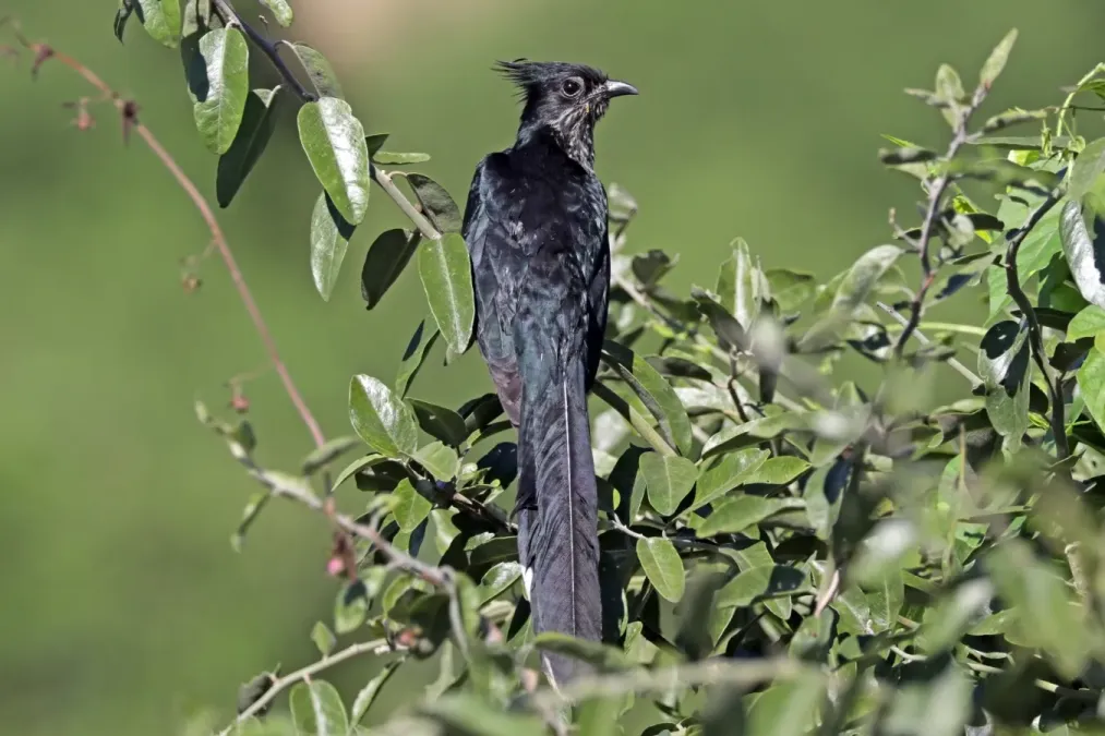 File:Levaillant's cuckoo (Clamator levaillantii).jpg