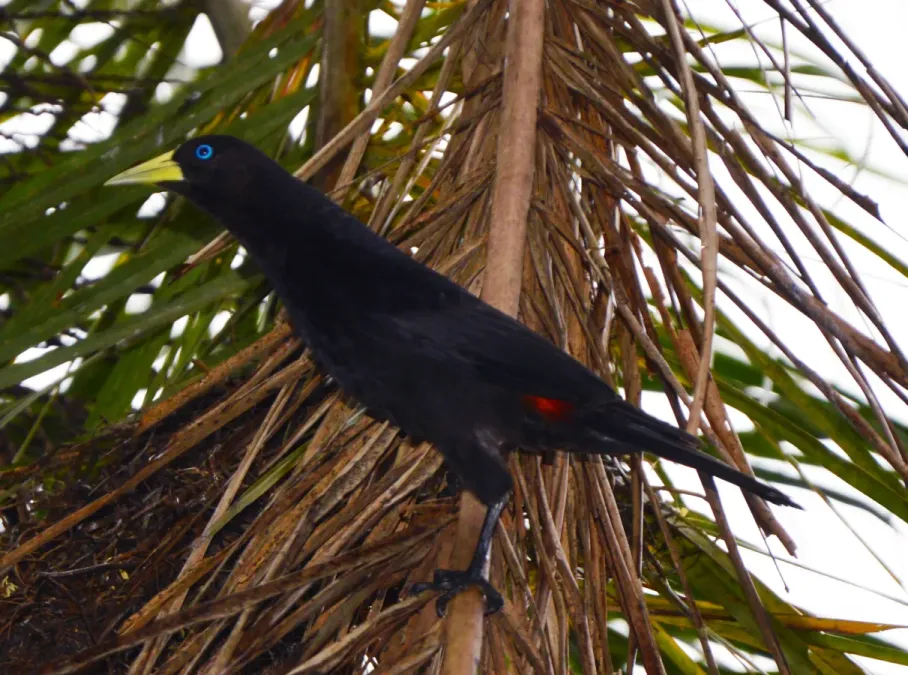 File:Cacicus haemorrhous Iguaçu 2.jpg