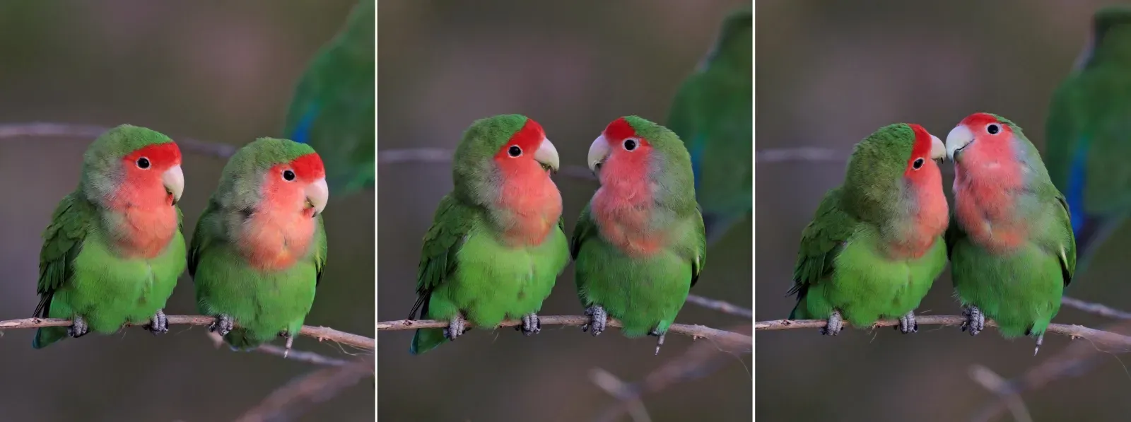 File:Rosy-faced lovebirds (Agapornis roseicollis roseicollis) composite.jpg