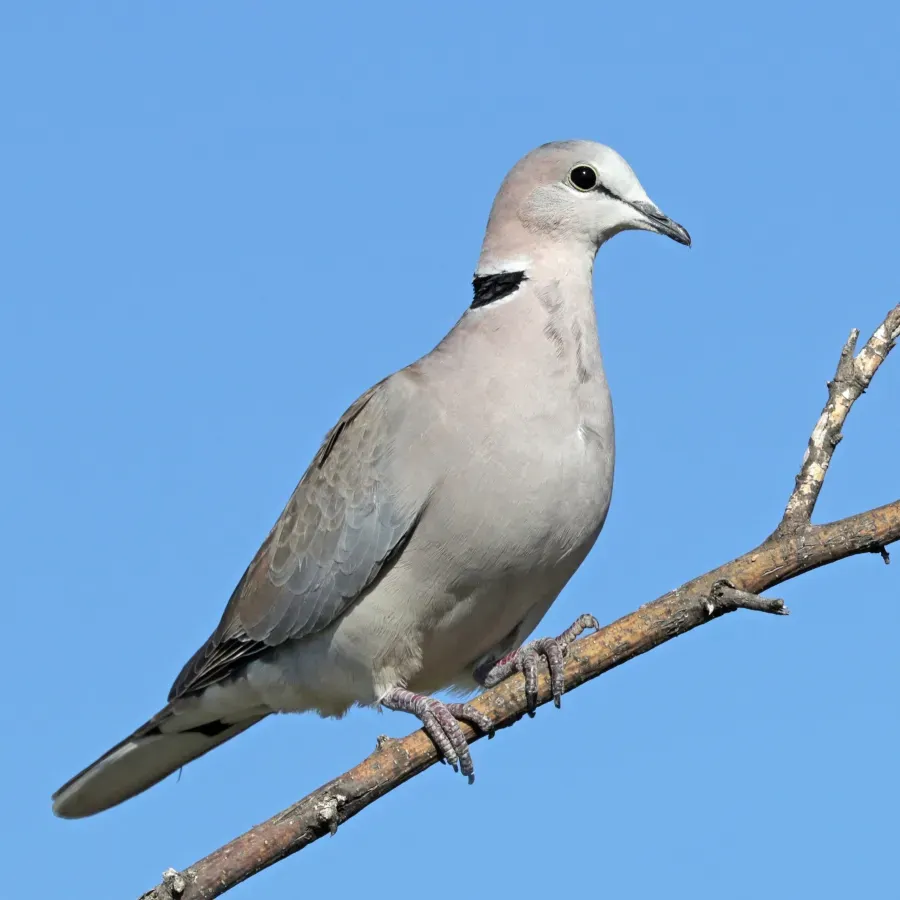 File:Ring-necked dove (Streptopelia capicola damarensis).jpg