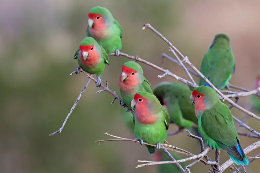 File:Rosy-faced lovebird (Agapornis roseicollis roseicollis) flock.jpg