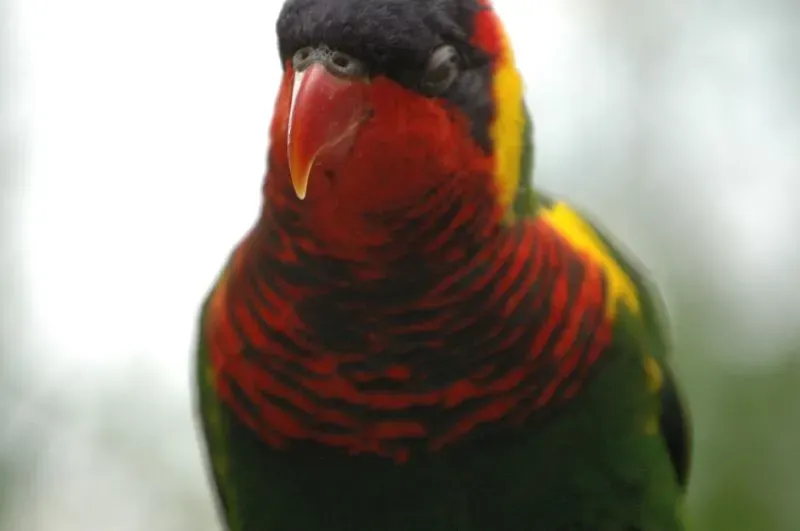 File:Trichoglossus ornatus -Nashville Zoo-6a.jpg