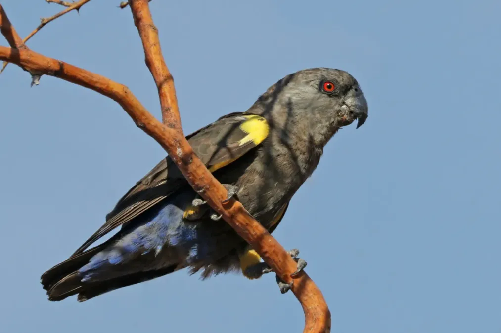 File:Rüppell's parrot (Poicephalus rueppellii) female.jpg