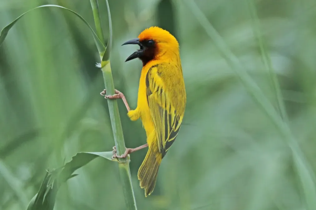 File:Southern brown-throated weaver (Ploceus xanthopterus castaneigula) male.jpg