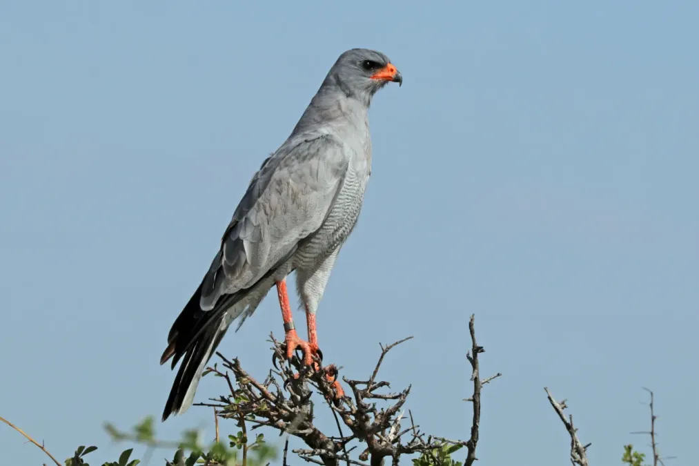 File:Southern pale chanting goshawk (Melierax canorus argentior).jpg