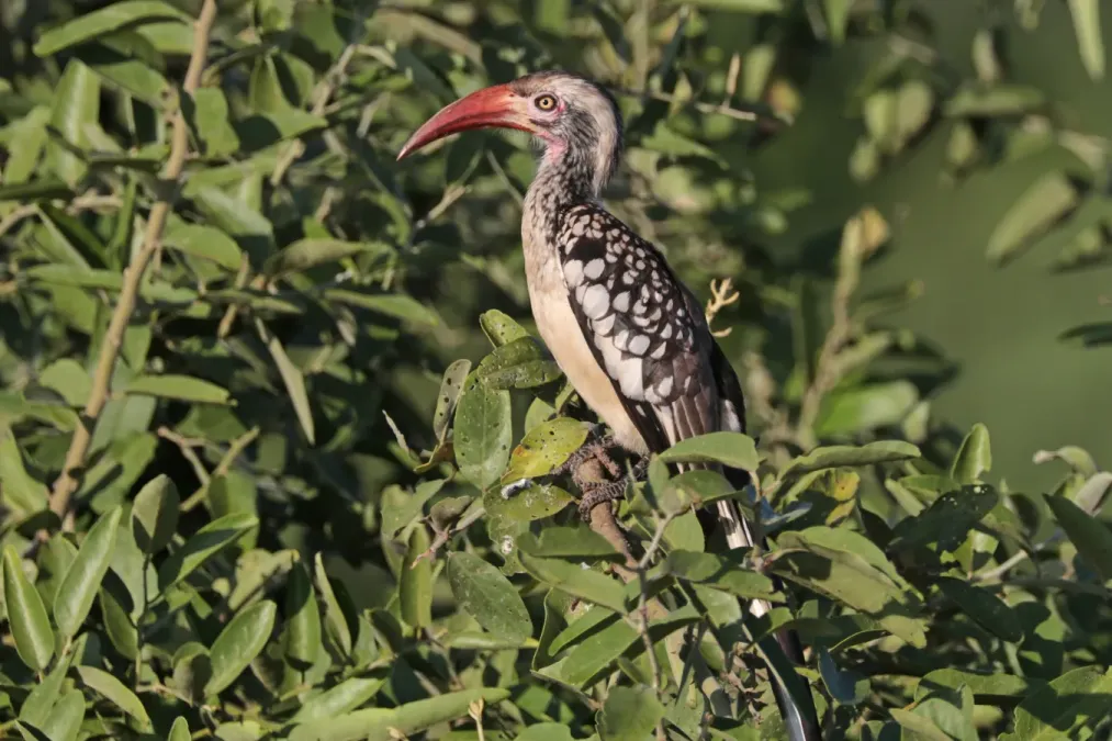 File:Southern red-billed hornbill (Tockus rufirostris) female.jpg