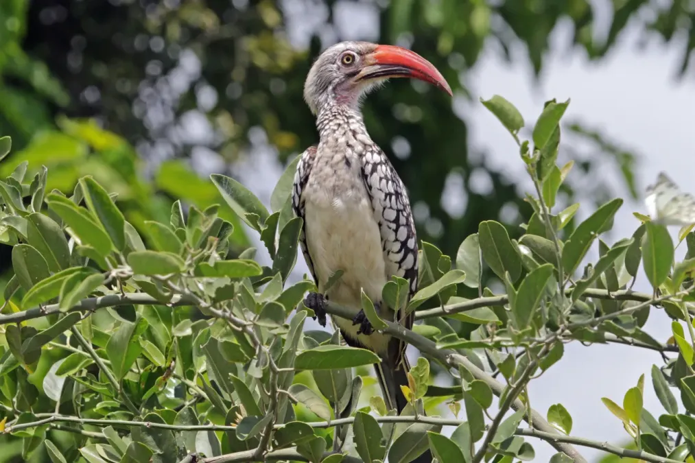 File:Southern red-billed hornbill (Tockus rufirostris) male.jpg