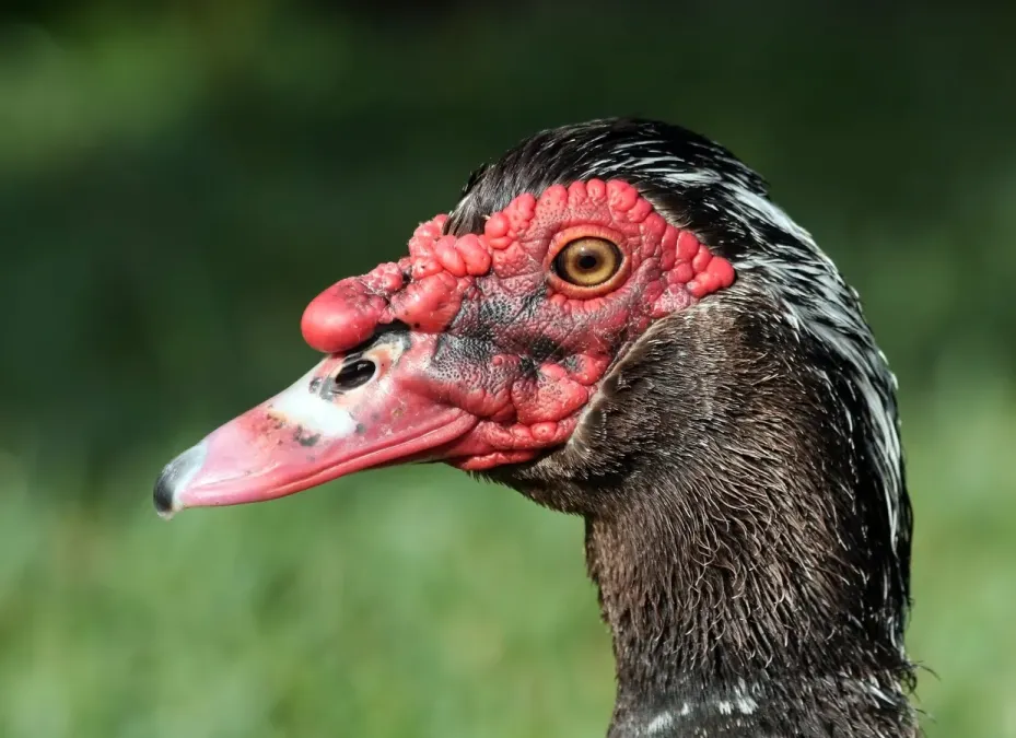 File:Cairina moschata male portrait.jpg