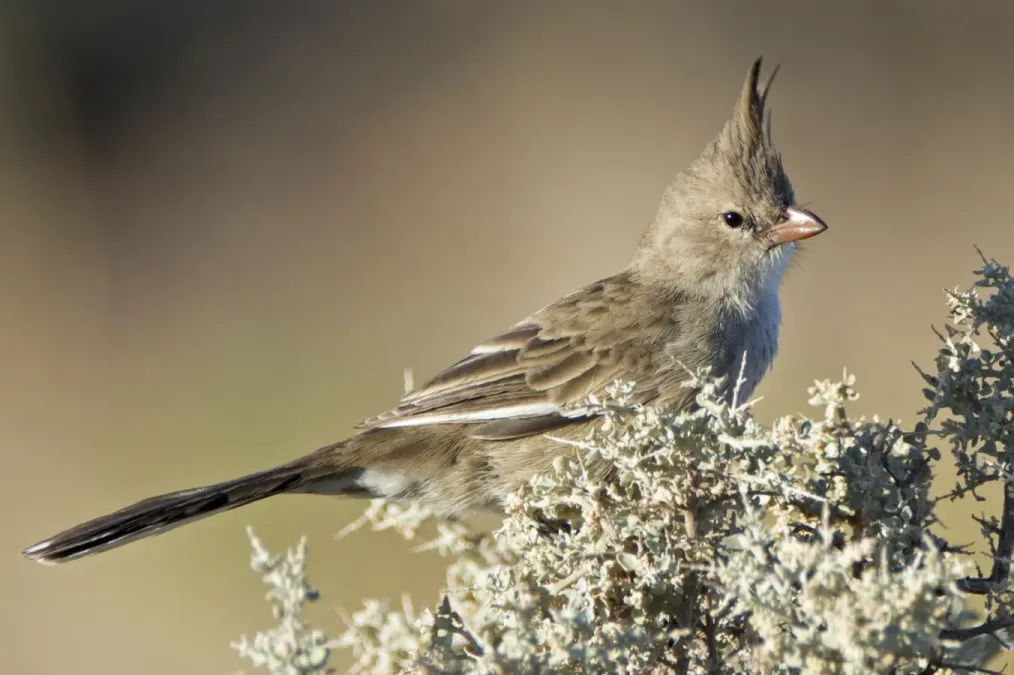 File:Chirruping-wedgebill Psophodes cristatus Pt-Augusta-Bot-Gdns (1) small.jpg