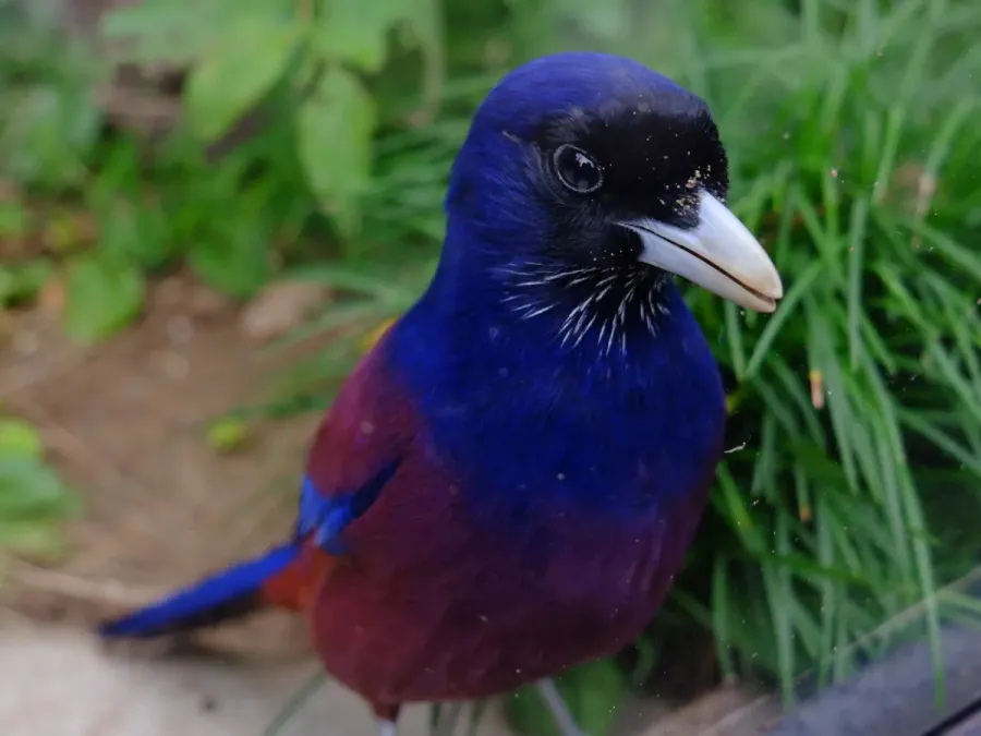 File:Garrulus lidthi (31423483354).jpg