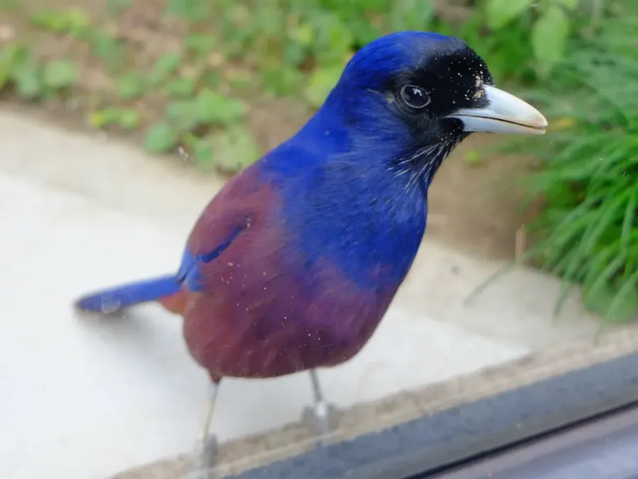 File:Garrulus lidthi (32226562586).jpg
