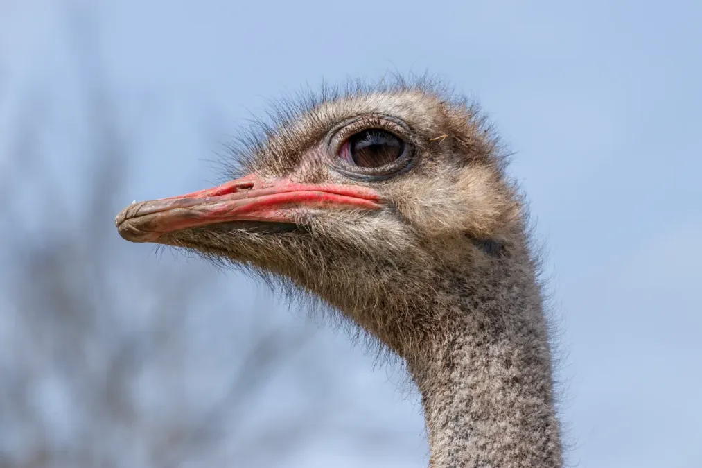 File:Struthio camelus - male - Rülzheim.jpg