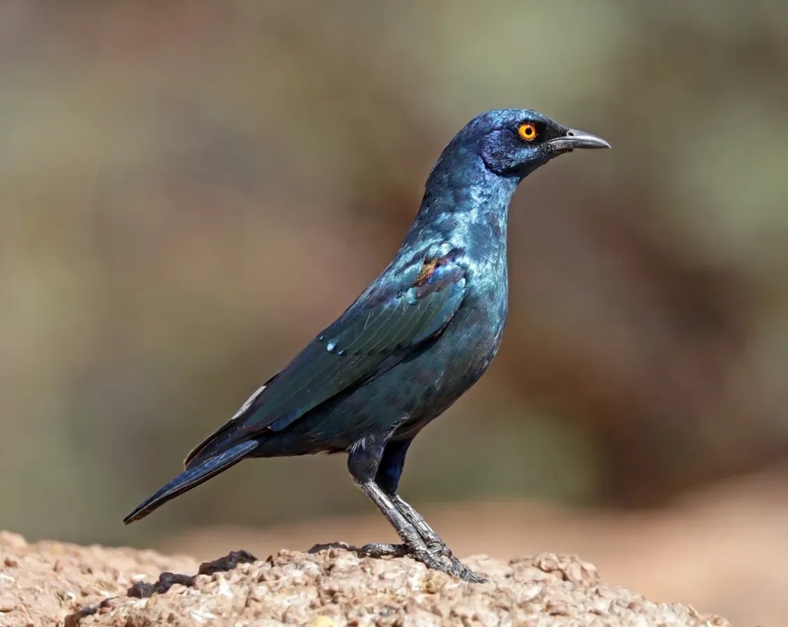 File:Cape glossy starling (Lamprotornis nitens).jpg