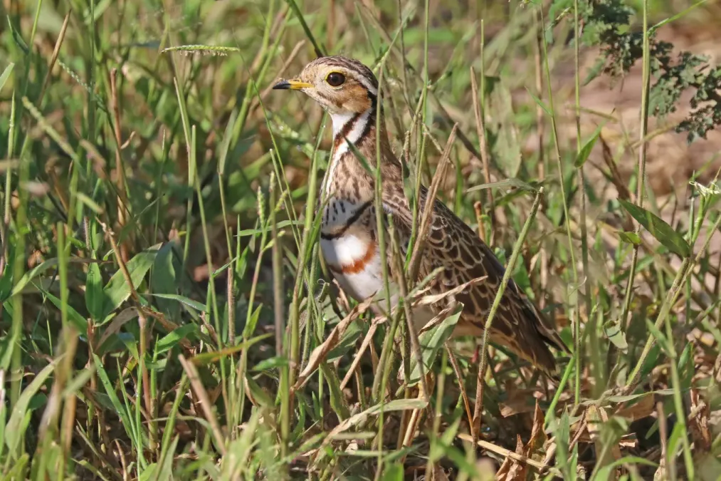File:Three-banded courser (Rhinoptilus cinctus seeboehmi).jpg