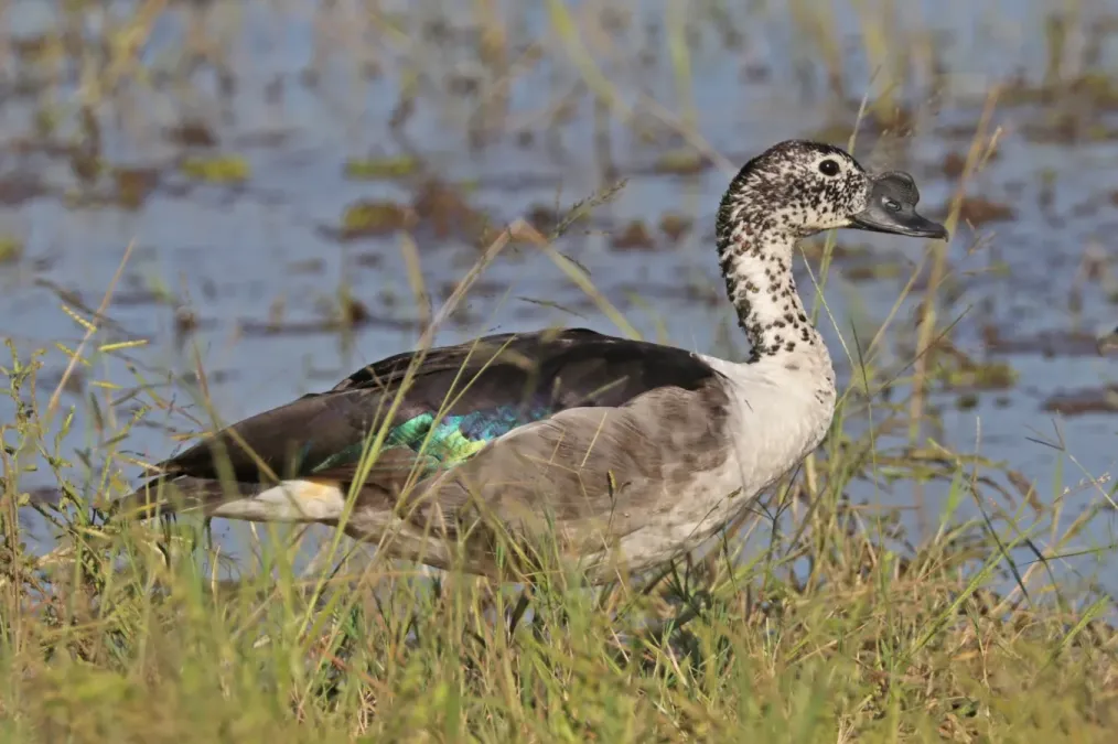 File:Knob-billed duck (Sarkidiornis melanotos) male Botswana.jpg