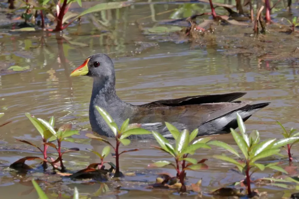 File:Lesser moorhen (Paragallinula angulata).jpg