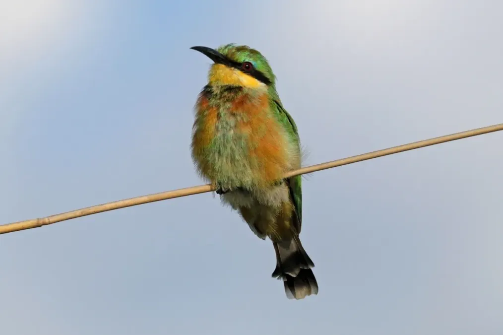 File:Little bee-eater (Merops pusillus argutus) Zimbabwe.jpg