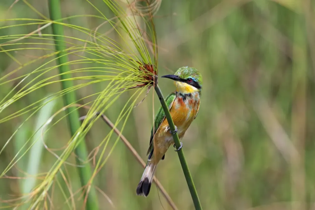 File:Little bee-eater (Merops pusillus argutus) Namibia 2.jpg